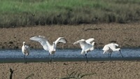 khsx4-190715.jpg