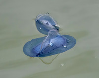 kk-200406.jpg