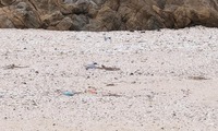 koa-250614.jpg