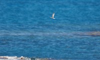 koaji-250612.jpg
