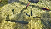 koban-240703.jpg