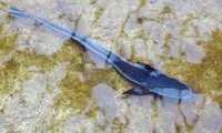 kobanz-240402.jpg