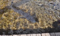 kobanz-240912.jpg
