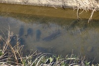 koi-190105.jpg
