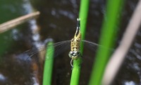 koshibto-250721.jpg