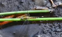 koshibto-250722.jpg
