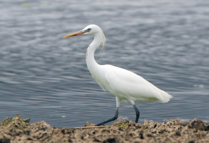 逃 に げる鳥 とり 寄 よ ってくる鳥 徳之島 自然日誌