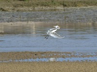 krss-200504.jpg