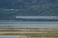 kt1-150725.jpg