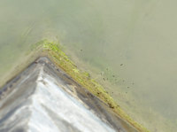 ku1-050405.jpg