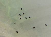 ku2-050405.jpg