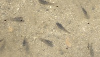 ku_uo-250611.jpg