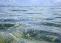 kua-160803.jpg