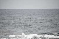 kujira-250426.jpg