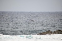 kujira2-250426.jpg