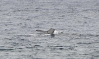 kujira2A-250426.jpg