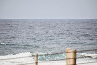 kujira3-250426.jpg