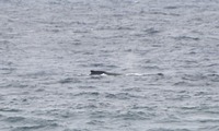 kujira3A-250426.jpg