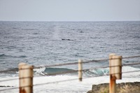 kujira4-250426.jpg