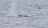 kujira4A-250426.jpg