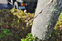 kumo-201106.jpg