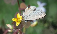kuroma-241103.jpg