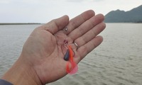 lure-240510.jpg