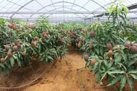 mango-190620.jpg