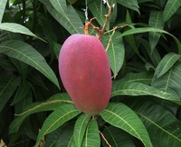 mango2-190620.jpg