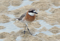 mcdr-170418.jpg
