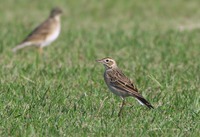 mjt-181107.jpg