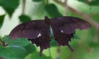 monkia-250712.jpg
