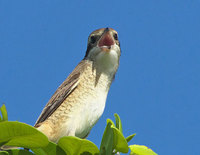 moz-120918.jpg