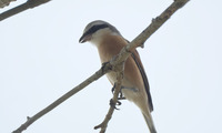 moz-230414.jpg