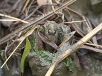 mudskipper-190208.jpg