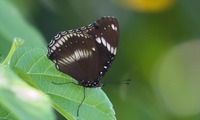 murasa-240527.jpg