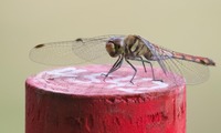 natsua-241018.jpg