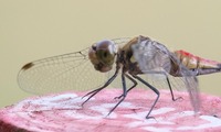 natsua2-241018.jpg