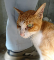 neko1-150910.jpg