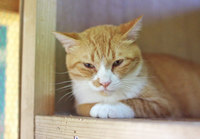 neko10-150910.jpg