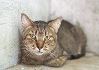 neko11-150911.jpg