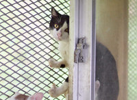 neko12-150911.jpg