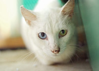 neko13-150911.jpg