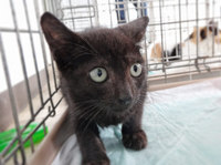 neko14-150911.jpg