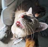 neko2-150910.jpg