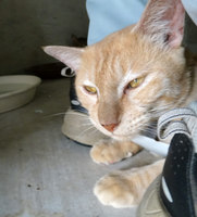 neko3-150910.jpg