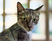 neko4-150910.jpg