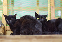 neko6-150910.jpg