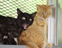 neko8-150910.jpg
