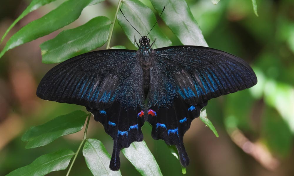 個体数（こたいすう）の 問題（もんだい）？: 徳之島 自然日誌